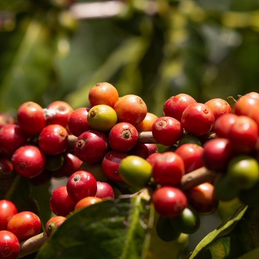 From Bean to Brew: Unveiling the Journey of Your Daily Cup of Coffee